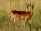 Young males of Uganda`s kobs in the Savannah