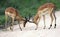 Young males of wild impala try their hand at butting horns