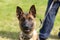 Young Malinois Dog 1 year Belgian Shepherd