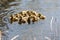 Young mallard chicks