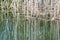 Young mallard ducklings emerging from reeds in early spring