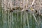 Young mallard ducklings emerging from reeds in early spring