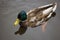 Young Mallard male duck closeup