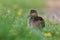 young mallard sitting on the grass (Anas platyrhynchos)