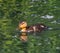 Young mallard swims