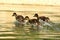 The young mallard or wild ducks Anas platyrhynchos small newborn swimming on the lake