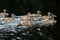 Young Mallards Ducks in the lake