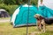 Young man assembling dome tent with dogs