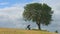 Young man with backpack relaxing near tree, hiker enjoying nature, green tourism