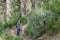 A young man with a backpack travels along a route in the west side of Tenerife. Hiking by the mountain trail surrounded by endemic