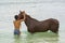 Young man bathing horse Cape verde