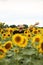 Young man in a beige hat and a black t-shirt in a field where sunflowers with a bouquet enjoy the summer