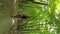 Young man in a bicycle helmet rides a bicycle through the forest. Following Shot