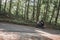 A young man biker in a helmet quickly rides at high speed on a forest road, in motion