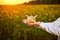 A young man biologist or agronomist examines the quality of rapeseed oil on a rape field. Agribusiness concept