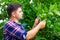 Young man cares for persimmon tree in fruit garden