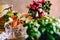 Young man while caring for Potos plant Epipremnum aureum on rustic wooden table with various accessories, plants and cuttings,