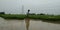 A young man carrying  nursery paddy plants in farming field