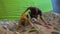 A young man climbing instructor teaching little boy how to climb the wall in a bouldering climbing gym