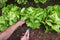 Young man collecting a butterhead lettuce