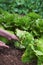 Young man collecting a butterhead lettuce