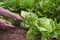 Young man collecting a butterhead lettuce