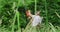 Young man cutting hedge with electric trimmer