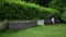 Young man cutting and shaping the hedge