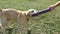 Young man and dog playing with toy for animal outdoor at nature. Labrador or golden retriever bites and pulls toy from