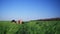 Young man doing push-ups with arms outstretched for a workout. Handsome White Caucasian. Green grass. Sunny day