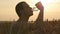 Young man drinking water from a plastic bottle in nature at wheat field. Boy having water break at sunset. The Sun in