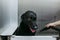 Young man drying black labrador with a hairdryer in grooming salon. animals clean and healthy concept