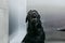 Young man drying black labrador with a hairdryer in grooming salon. animals clean and healthy concept