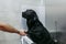 Young man drying black labrador with a hairdryer in grooming salon. animals clean and healthy concept