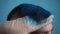 A young man is dyed his hair blue closeup. A alternative people is painted with temporary hair dye from a spray can.