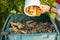 A young man is emptying a bucket with organic waste in a outdoor compost bin.The compost bin is placed in a home garden to recycle