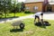 Young man emptying lawnmower grass catcher.