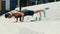 Young man exercising outside. Slow motion of video training. Guy doing push up exercises and training doing workout on
