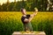 A young man farmer or agronomist examines the quality of rapeseed oil on a rape field. Agribusiness concept