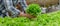 Young man farmer checking fresh green oak lettuce salad