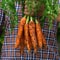 Young man, farmer worker hands with homegrown harvest of carrots
