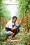 Young man farmer worker picking cherry tomatoes with scissors harvest in wooden boxes in the greenhouse. Family business. Agricult