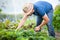 Young man farmer working in the garden