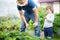 Young man farmer working in the garden, picking strawberries for his daughter