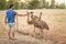 Young man feeding curious emus in the fenced paddock of a bird farm