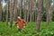 Young man forester standing on the blueberries forest