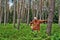 Young man forester standing on the blueberries forest