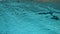 Young man with goggles and cap swimming in the blue water of swimming pool, indoor. Sportsman swims in clear water of