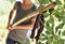 Young man harvesting carobs from a carob tree