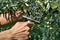 Young man harvesting olives in Spain